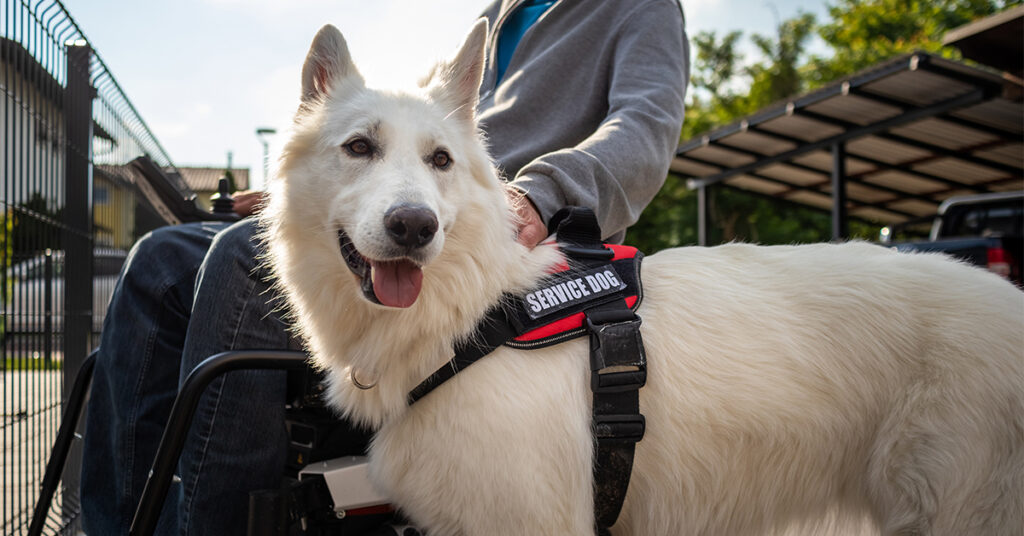 Man with disability with his service dog using electric wheelchair.